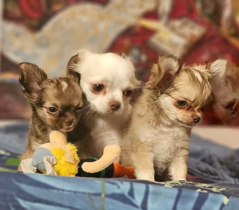 Chihuahua - Of little by little