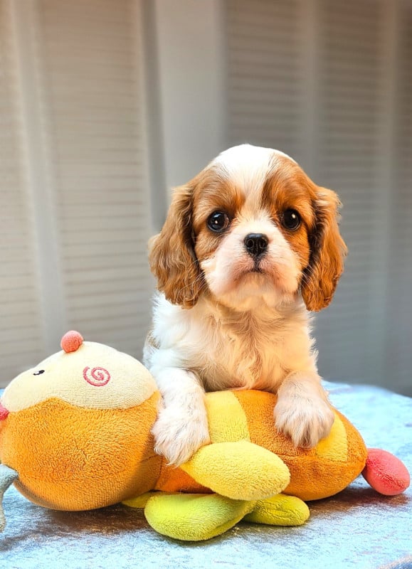 Cavalier King Charles Spaniel - Of little by little