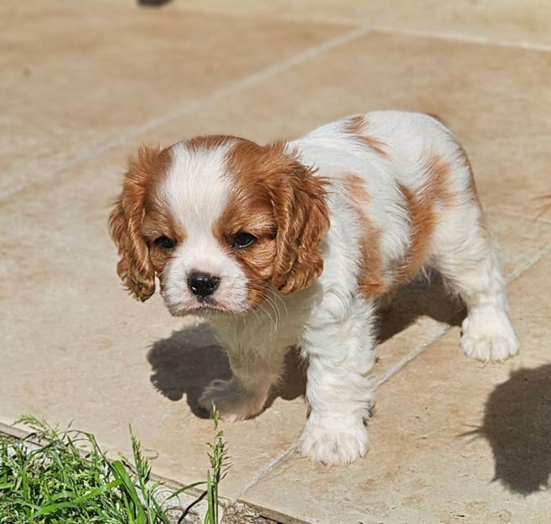 Cavalier King Charles Spaniel - Of little by little