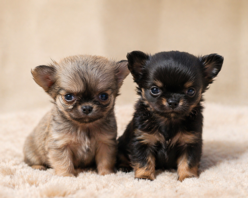 Chihuahua - Of little by little