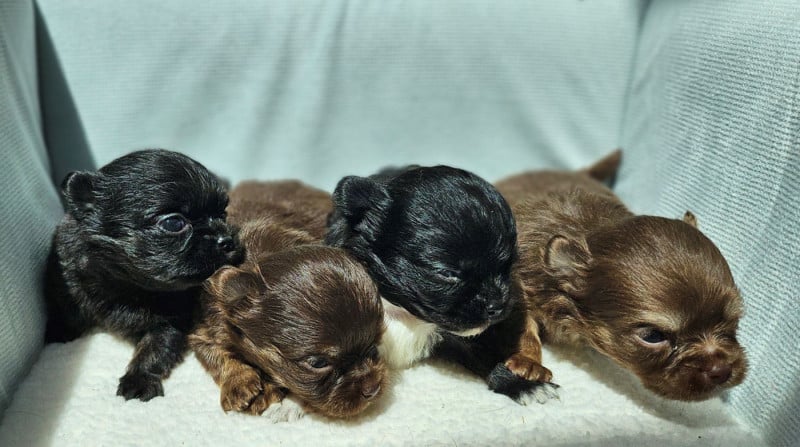 Chihuahua - Of little by little