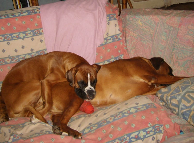 Thyras Du mas d'albret