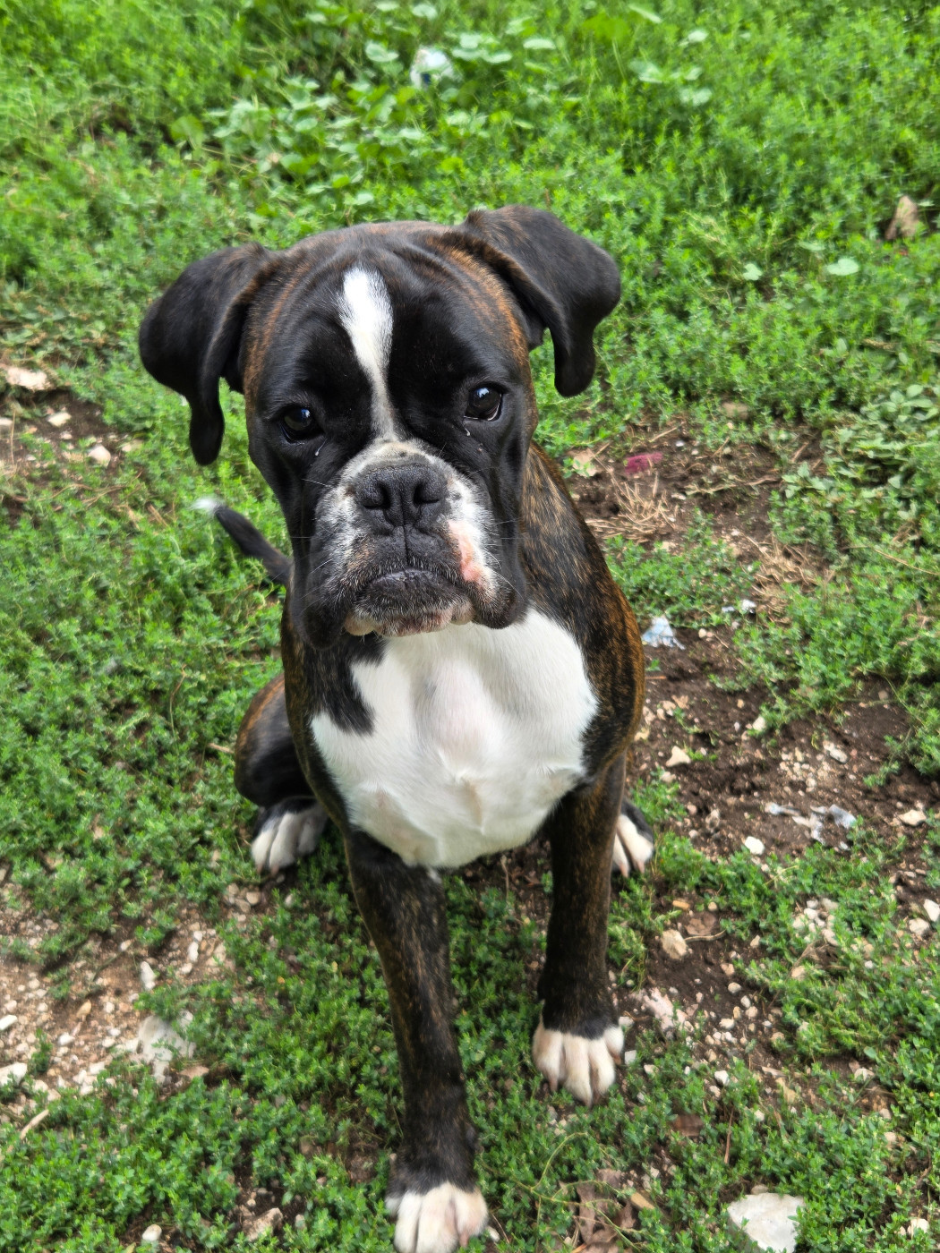 Vénus (Sans Affixe)