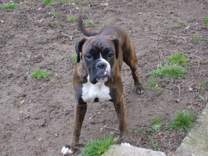 Thyras Du mas d'albret