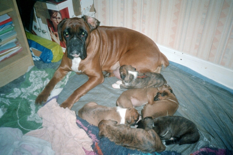 Thyras Du mas d'albret