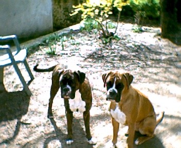 Thyras Du mas d'albret