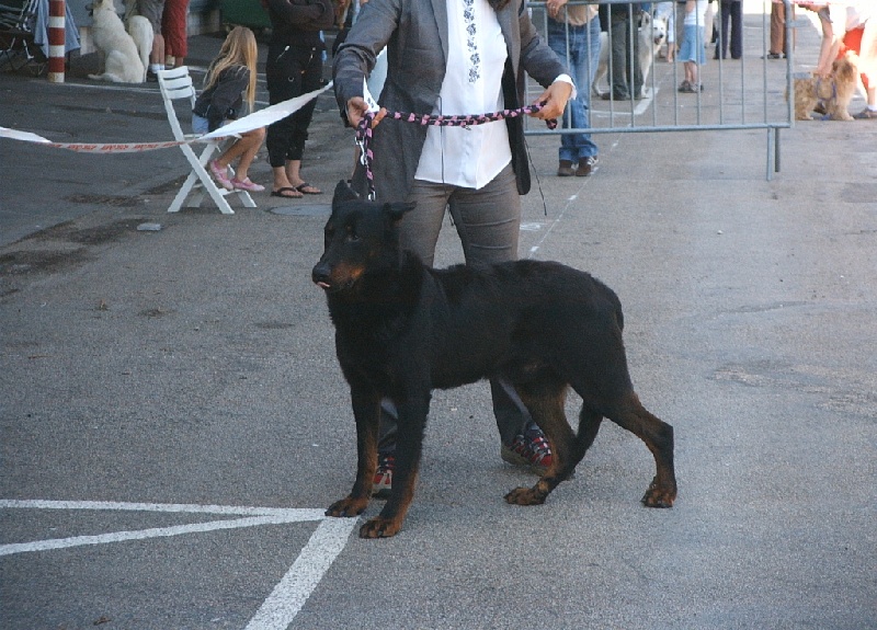 Primo des Vaux rouges - tres bon