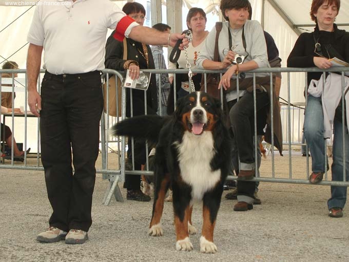 Upsy Du domaine des epigones - 2 EXC RCACS Classe Ouverte - Mâle