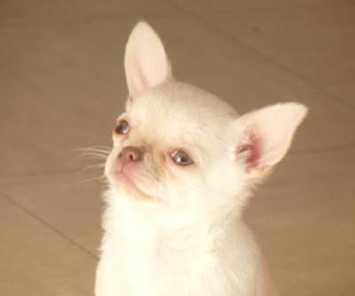 Les chiots de Chihuahua