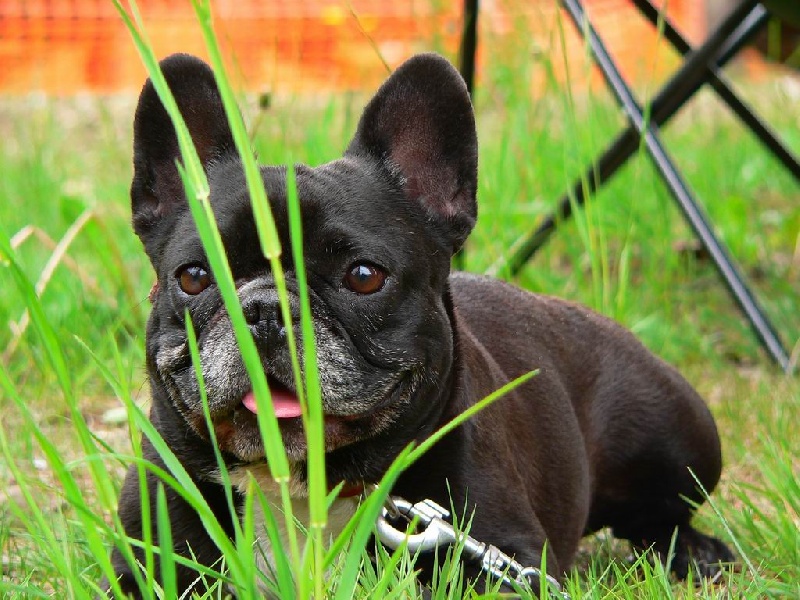 Publication : du Massif Des Bauges Auteur : Delphine TOUFFLET