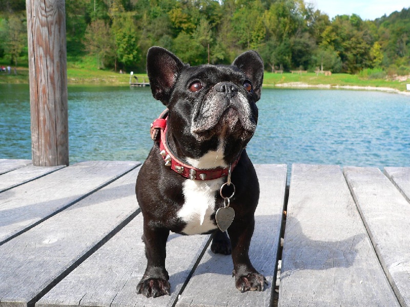 Publication : du Massif Des Bauges Auteur : Delphine TOUFFLET