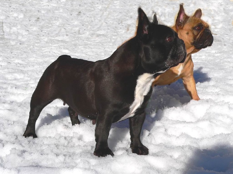 Publication : du Massif Des Bauges Auteur : Delphine TOUFFLET