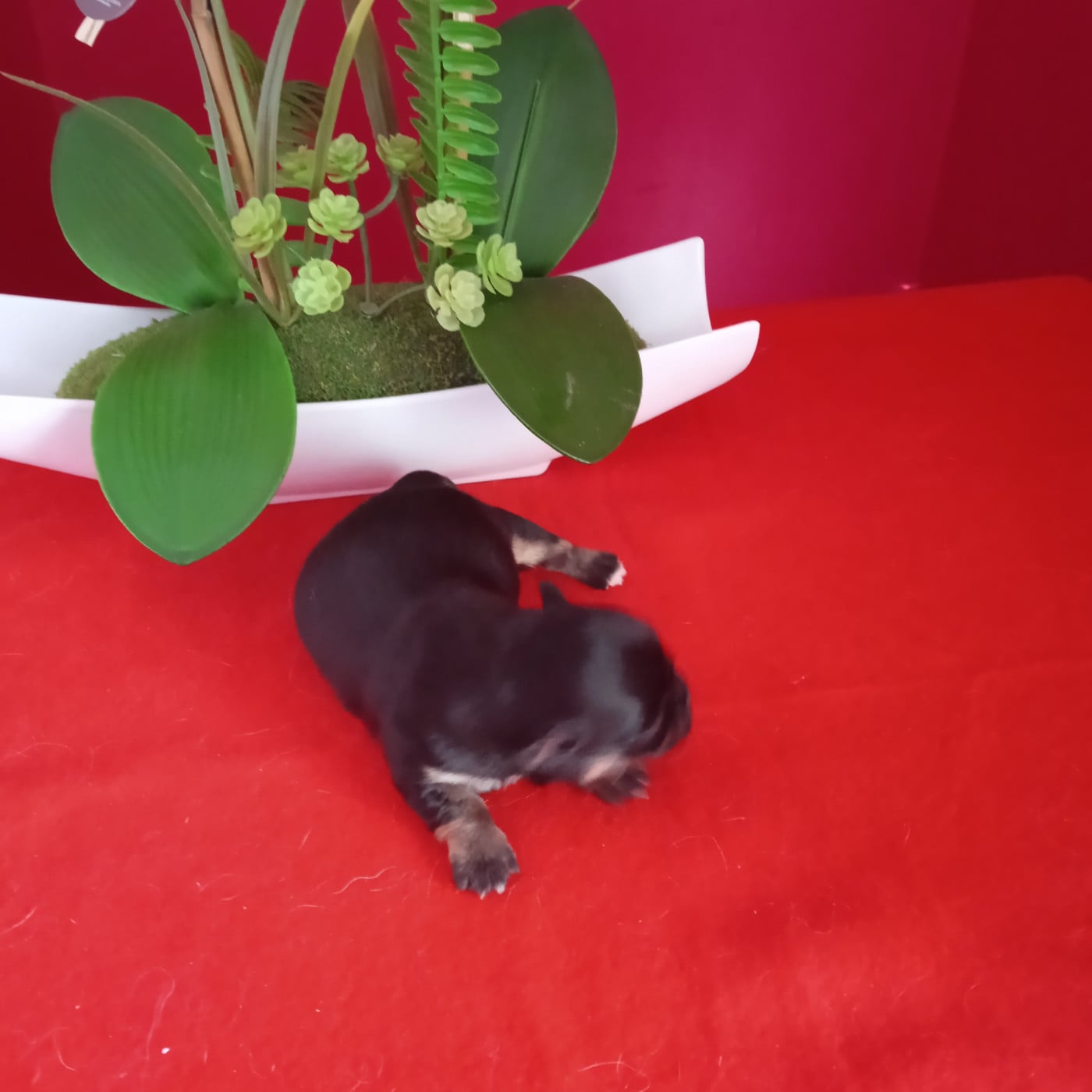 brookylin - Chihuahua