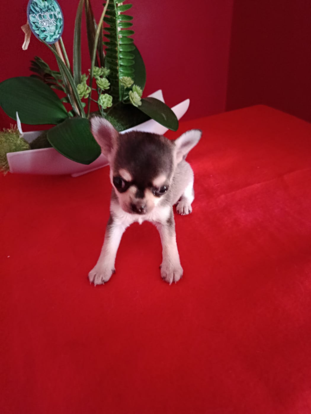 Chihuahua  Bandito Du Royaume De Casabelle