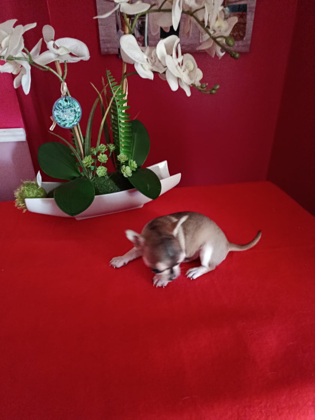 Chihuahua  Betty Du Royaume De Casabelle