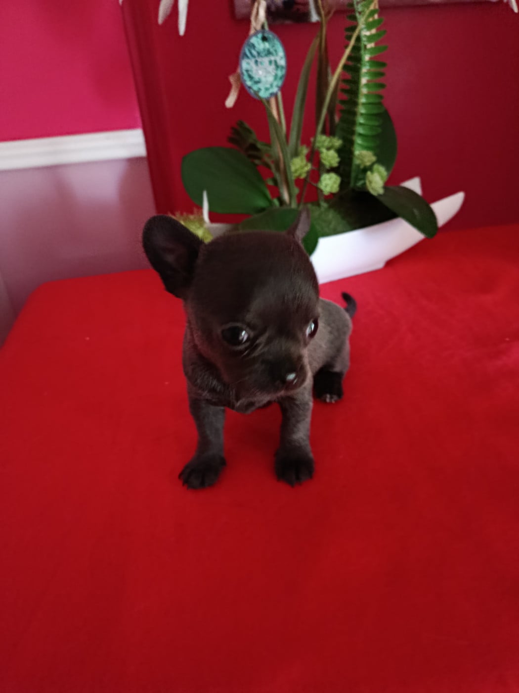 boris - Chihuahua