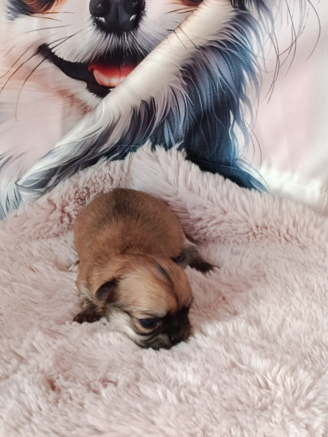 babou - Chihuahua