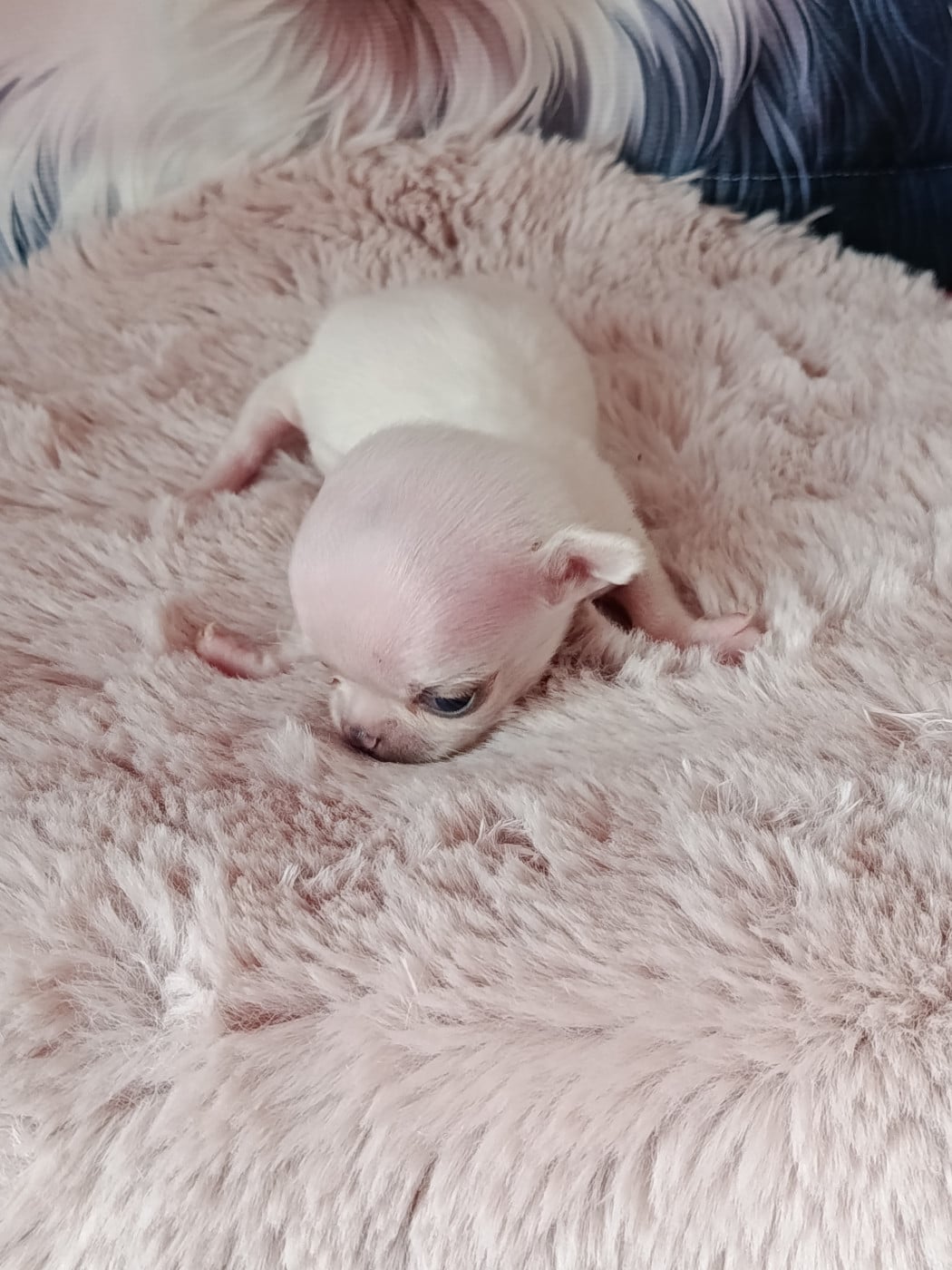 banjio - Chihuahua