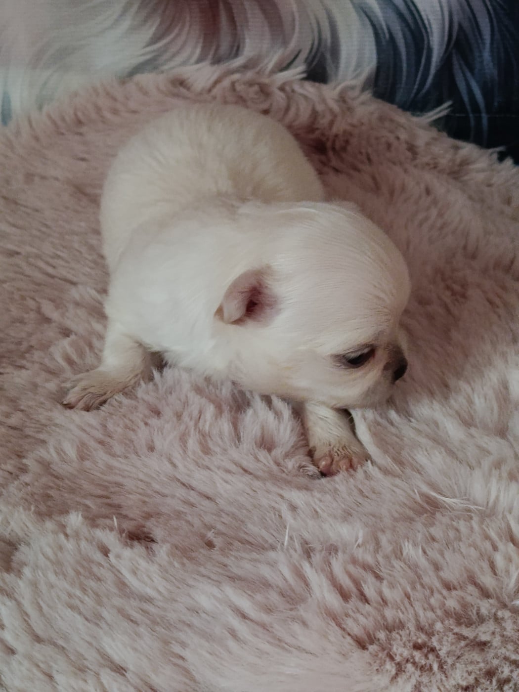 bianca - Chihuahua