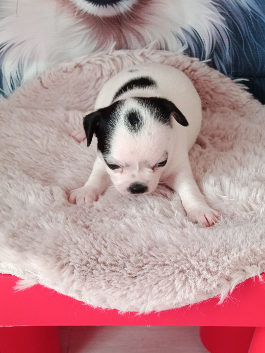 bambi - Chihuahua
