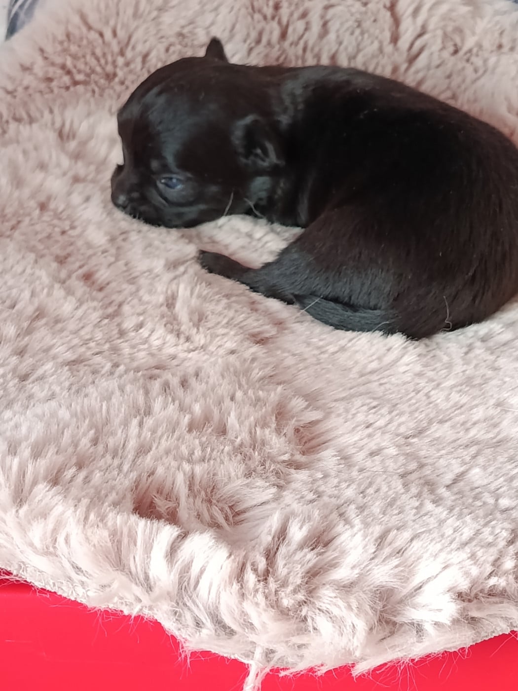bohéme - Chihuahua