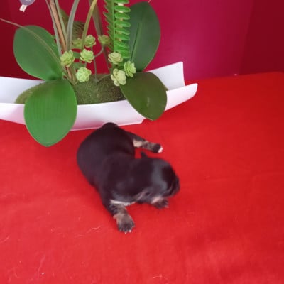 Les chiots de Chihuahua