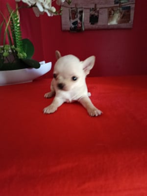 Les chiots de Chihuahua
