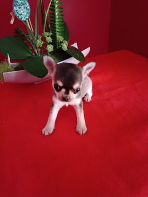 Les chiots de Chihuahua