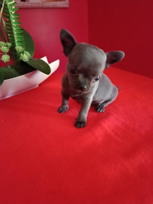 Les chiots de Chihuahua