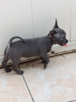 Les chiots de Chihuahua