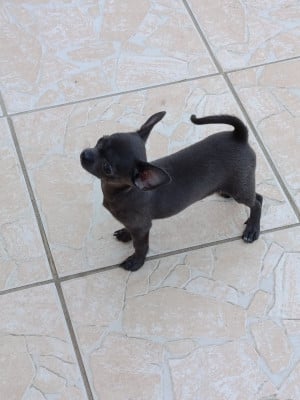 Les chiots de Chihuahua