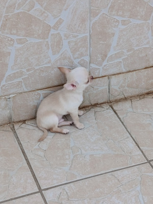 Les chiots de Chihuahua
