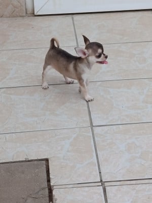 Les chiots de Chihuahua