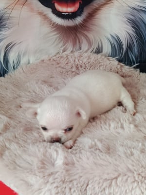 Les chiots de Chihuahua