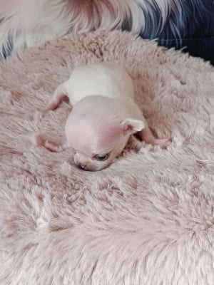 Les chiots de Chihuahua