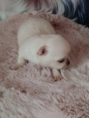 Les chiots de Chihuahua