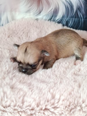 Les chiots de Chihuahua