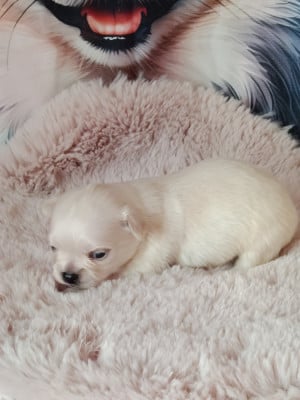 bier - Chihuahua