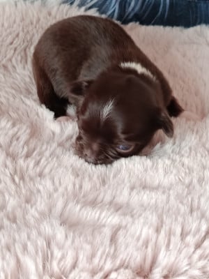 bart - Chihuahua