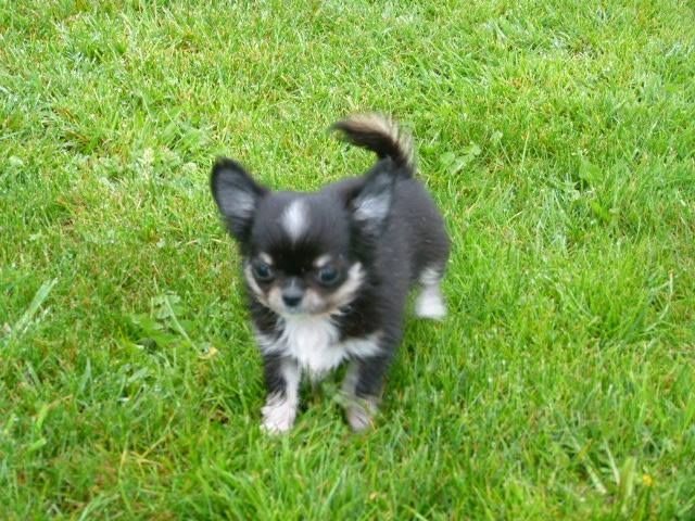 Lazaro Land van mechelaar - tres bon