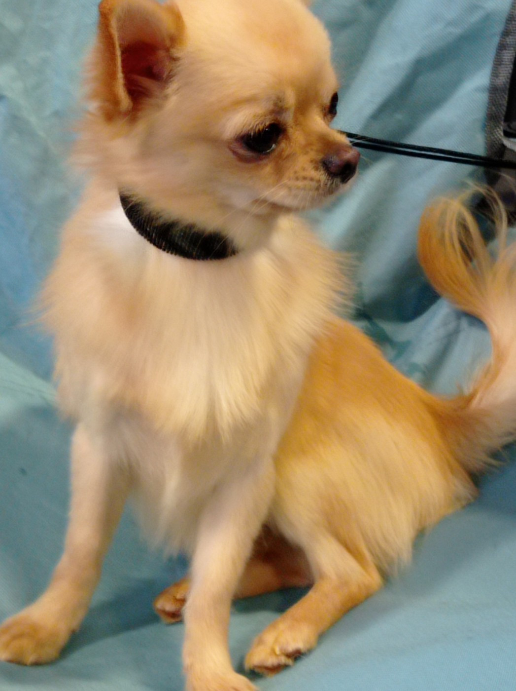 Valtat du royaume de Casabelle - tb