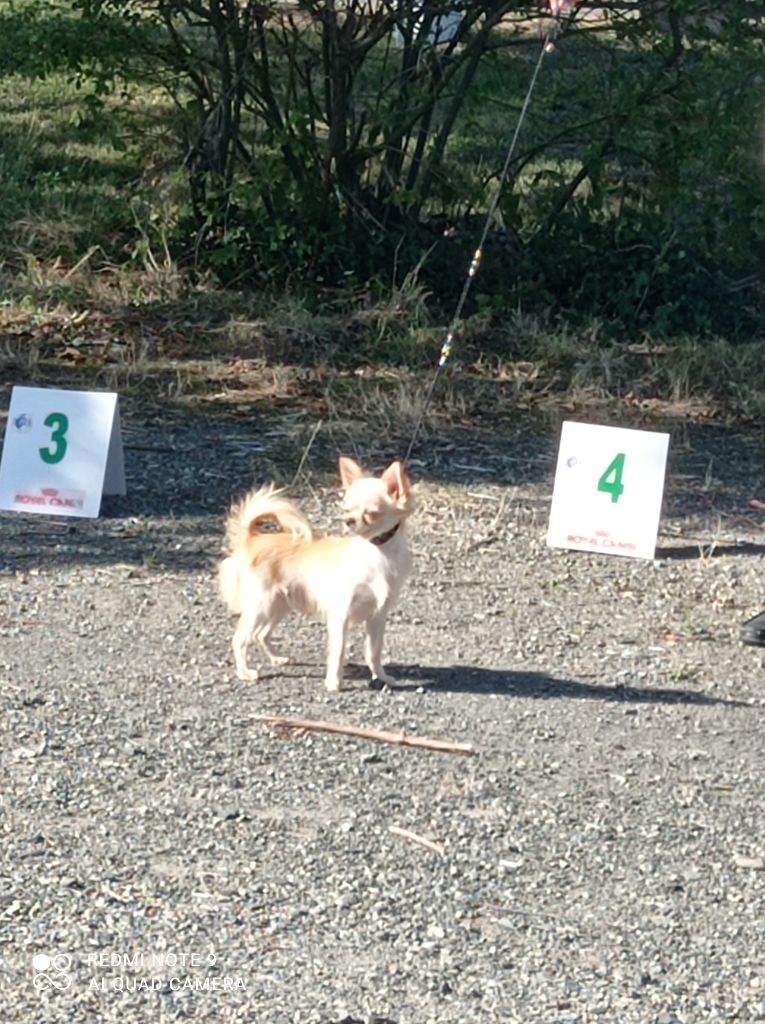 Valtat du royaume de Casabelle - cacsj