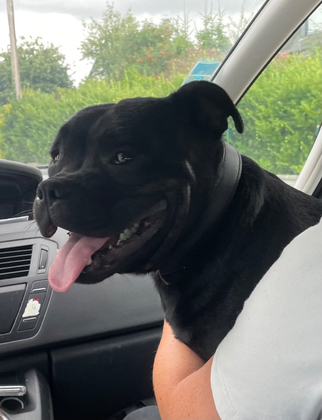 VELVET of the original pit spirit