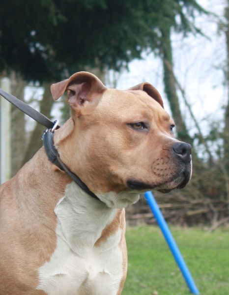 Publication : of the original pit spirit Auteur : JL