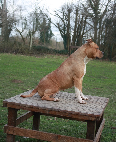 Publication : of the original pit spirit Auteur : JL