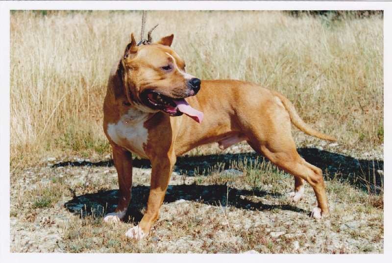 Publication : Dreamlands'dogs