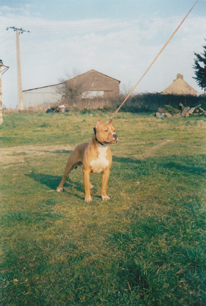 Publication : Dreamlands'dogs