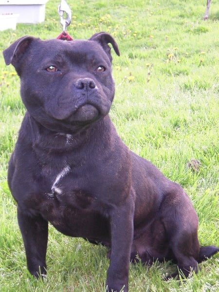 Publication : Dreamlands'dogs