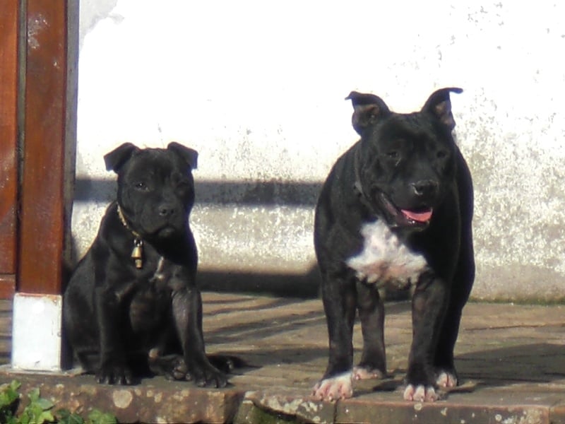 Publication : Dreamlands'dogs