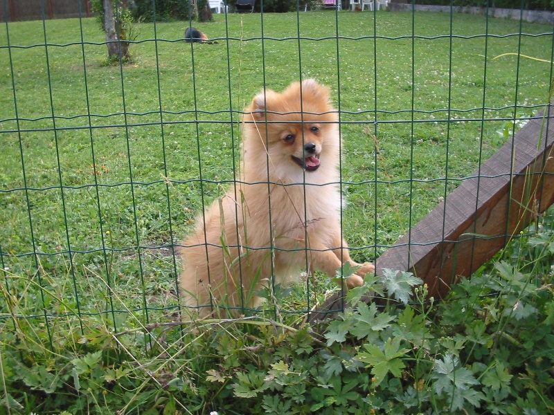 Bonnie du Crystal Noir